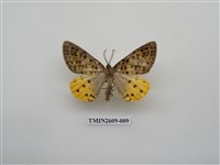 藏品(尺蛾124)的圖片